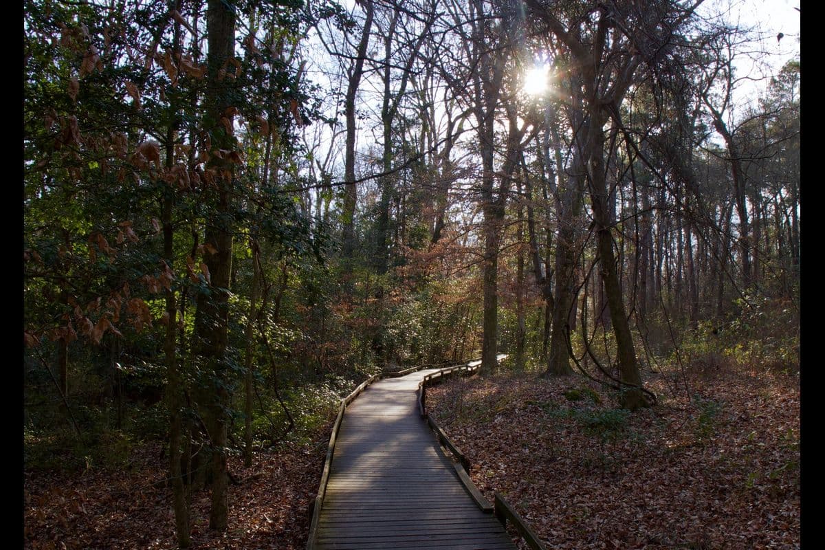Wooden pathway winding through a sunlit forest with sparse undergrowth.